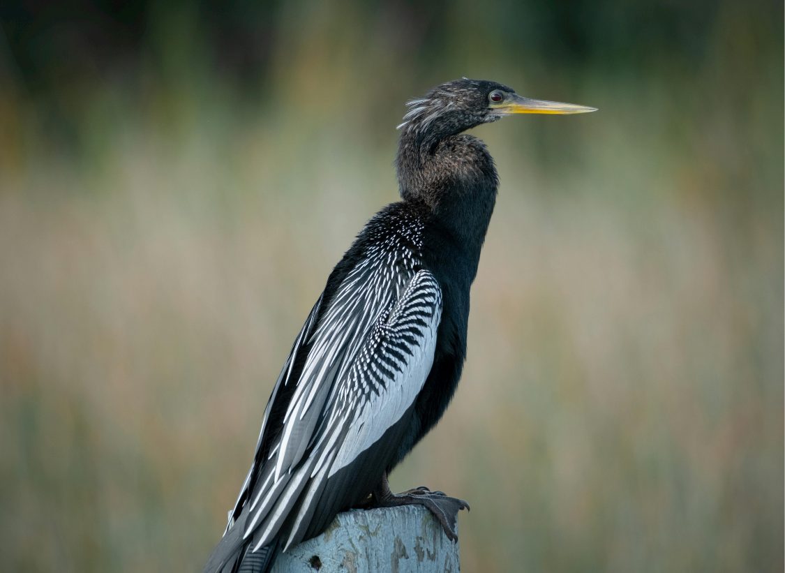 Marilyn Website Photos